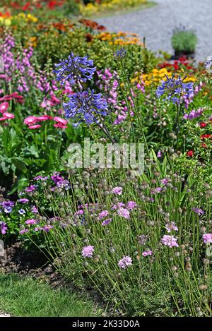 Agapanthus and Scabiosa in a flowering garden. Stock Photo