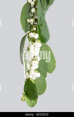 Symphoricarpos, commonly known as the snowberry, waxberry, or ghostberry, is a small genus of deciduous shrubs in the honeysuckle family. studio shoot Stock Photo