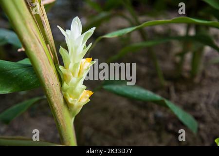 Beautiful Turmeric flower in the garden tree Stock Photo