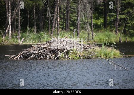 Chapleau Crown Game Preserve - Biberbau / Chapleau Crown Game Preserve - Beaver Lodge / Stock Photo