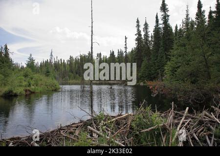 Chapleau Crown Game Preserve - Biberbau / Chapleau Crown Game Preserve - Beaver Lodge / Stock Photo