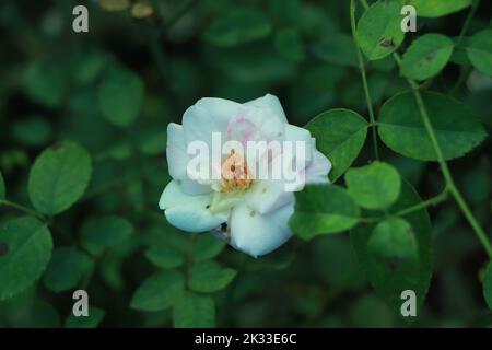 White rose flower with green leaf on background, soft light with selective focus Stock Photo