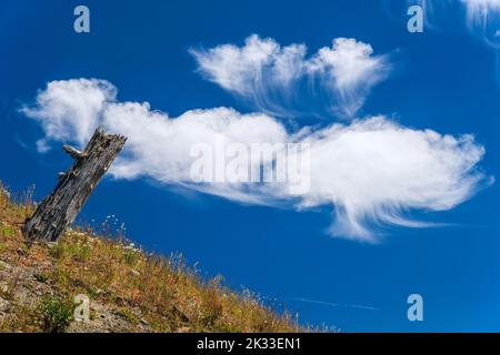 Tree trunk burnt from the 1980's volcanic eruption of Mount St. Helens, Skamania County, Washington, USA Stock Photo