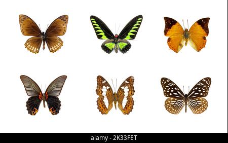 Group of beautiful butterfly on white background. Insect. Animal. Stock Photo