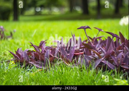 A large bush of Tradescantia pallida grows on a flowerbed outdoors near the fence. Decorative climbing plant with purple leaves and stems on a brick w Stock Photo