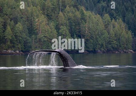 A humpback whale (Megaptera novaeangliae) raises its tail out of the water as it prepares to dive in British Columbia, Canada. Stock Photo