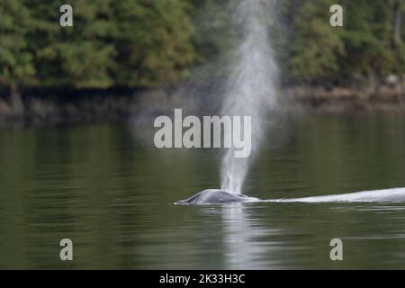 A humpback whale (Megaptera novaeangliae) taking a breath in the the waters off in British Columbia, Canada. Stock Photo