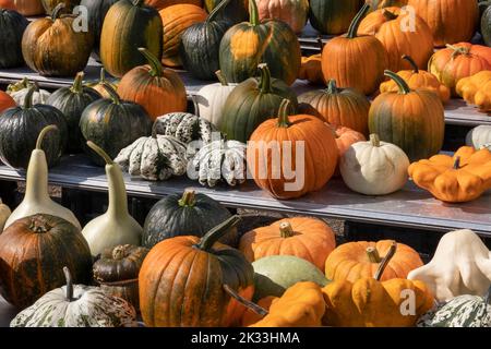 Variation of whole fresh autumn pumpkins close up outdoors Stock Photo