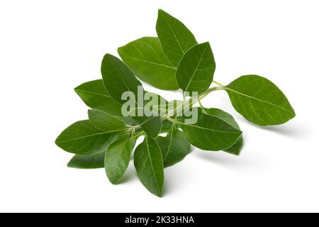 Single twig of green ashwagandha plant  isolated on white background Stock Photo