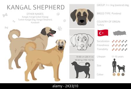 Kangal Shepherd dog clipart. Different coat colors set.  Vector illustration Stock Vector