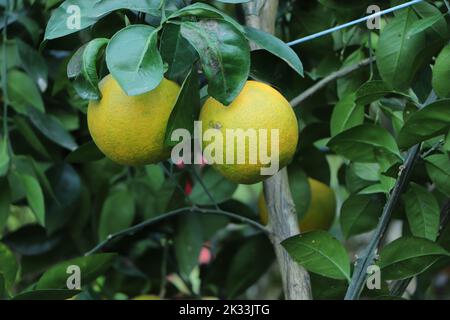 oranges branch with green leaves on tree Stock Photo