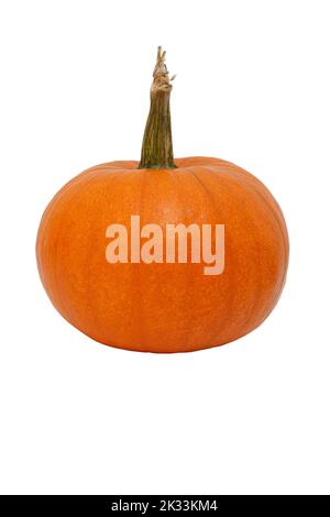 Orange pumpkin isolated on white background. Fresh of pumpkins Stock Photo