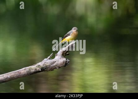 Trebbin, Germany. 23rd Sep, 2022. 23.09.2022, Trebbin. A grey wagtail (Motacilla cinerea), also known as a mountain wagtail, stands on a dead branch above a stream near Trebbin in Brandenburg. Credit: Wolfram Steinberg/dpa Credit: Wolfram Steinberg/dpa/Alamy Live News Stock Photo