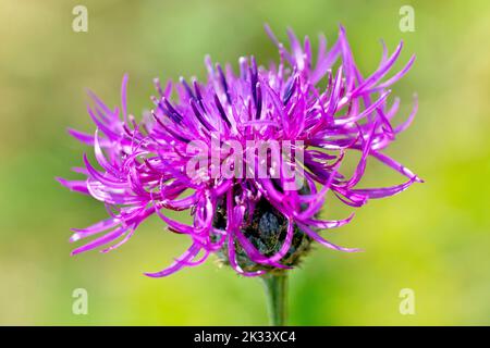 Greater Knapweed (centaurea scabiosa), close up of a solitary isolated flowerhead of the plant, showing the distinctive larger outer florets. Stock Photo