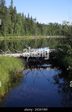 Chapleau Crown Game Preserve - Biberbau / Chapleau Crown Game Preserve - Beaver Lodge / Stock Photo