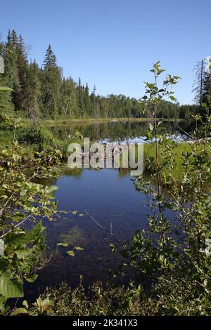 Chapleau Crown Game Preserve - Biberbau / Chapleau Crown Game Preserve - Beaver Lodge / Stock Photo