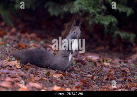 Eurasian red squirrel (Sciurus vulgaris), black morph foraging on the ground, Rosensteinpark, Stuttgart, Baden-Wuerttemberg, Germany Stock Photo