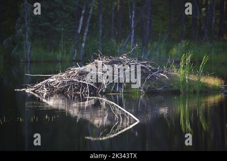 Chapleau Crown Game Preserve - Biberbau / Chapleau Crown Game Preserve - Beaver Lodge / Stock Photo