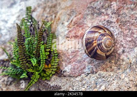 Snail on stone wall, small fern at back left, Provence, France Stock Photo