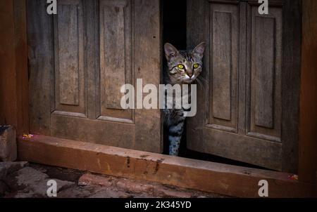 Tabby cat looking out through an old doorway with one door ajar. Stock Photo