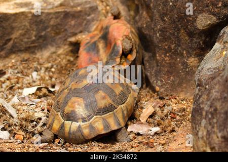 Two male angulate tortoises fighting over a female on some stone steps in a Cape Town garden. Stock Photo