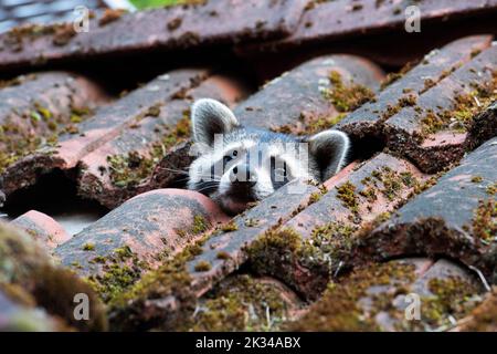 Raccoon (Procyon lotor), invasive species, has taken up residence in the roof truss, Berlin, Germany