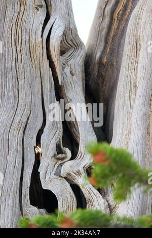 Dead wood in the desert Stock Photo
