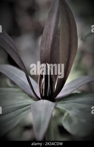 A grayscale of toadshade flower (Trillium sessile) in a garden Stock Photo