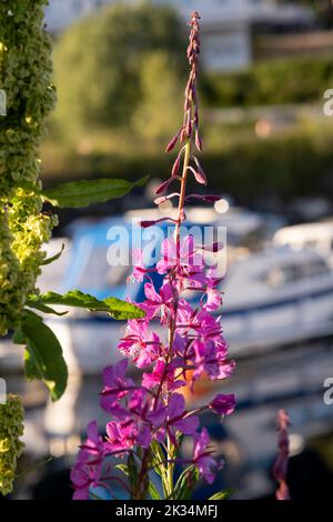 Wonderful landscapes in Norway. Blooming colorful lupine flower in Norway in the wild grass. Blur harbour background with boats. Summer sunny day. Sel Stock Photo