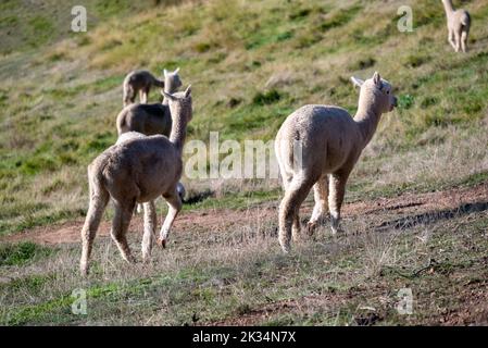 A group of alpacas running on a countryside in Victoria, Australia Stock Photo