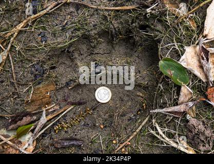 Ursus arctos known as brown bear foot print in mud in forest with 1 Euro coin for scale. Might be cubs, not sure. Found in autumn in September. Stock Photo