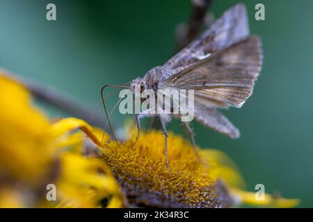 Close up view of the Silver Y or the Autographa gamma moth feeding with nectar on a flower. Photo taken on 31st of July 2022 in Poiana Marului reserva Stock Photo
