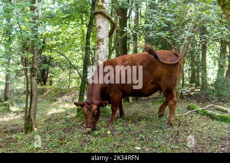 Ebernoe Common woodland pasture with Red Ruby Devon cattle grazing, a National Nature Reserve in West Sussex, England, UK Stock Photo