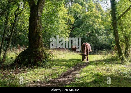Ebernoe Common woodland pasture with Red Ruby Devon cattle grazing, a National Nature Reserve in West Sussex, England, UK Stock Photo
