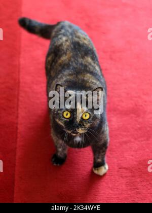British Shorthair domestic cat on a red carpet staring at us with its big yellow eyes. Cat taken from above. Stock Photo