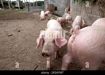 Treyarnon Bay Padstow Cornwall UK 09 24 2022 Pig pen Hogs Stock Photo