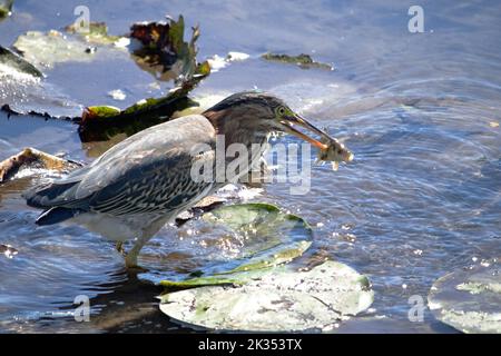 A juvenile green heron with a fish in its beak among lily pads at Burnaby Lake Regional Park's Piper Spit.