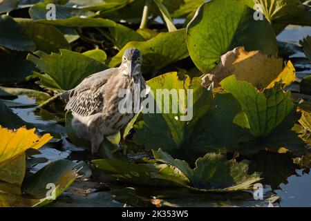 A juvenile green heron among lily pads.