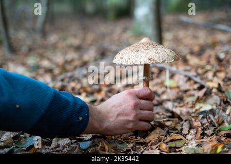 A man (not recognizable) with his hand picking parasol mushroom in the forest surrounded by leaves Stock Photo