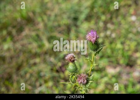 Dry and fresh flower of burdock plant with blurred background Stock Photo
