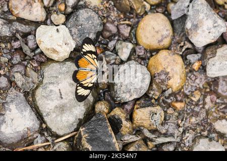 Danaus plexippus or monarch butterfly perched on gray and yellow stones above a stream. butterfly in winter. Stock Photo