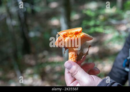 A man picked a saffron milk cap (red pine) mushroom in the forest and holds it in his hand with a broken edge and the inside of the cap visible Stock Photo