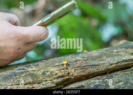 Taking a macro close up photo of a tiny mushroom located on an old fallen tree in the forest with a mobile phone Stock Photo