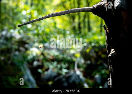 Spider web between branch and trunk of old tree in forest with blurred background of forest greenery Stock Photo