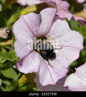 A Bombus ruderatus bee inside a pink flower with blurred background of greenery Stock Photo