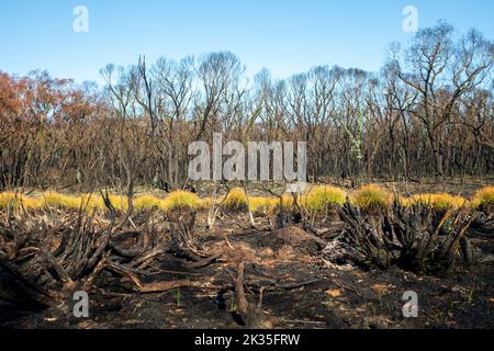 Beginning of regeneration in swampy heathland after a wildfire in the Australian bush. Victorian, Bunyip State park. Stock Photo