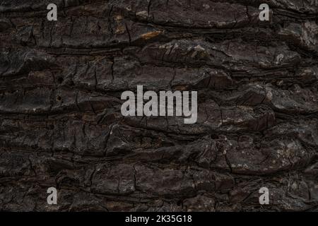Palm Tree Trunk Texture background image Stock Photo