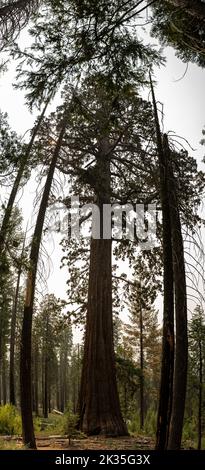 Pine Trees Surround Young Sequoia Tree Panorama Stock Photo