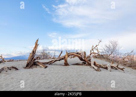 beautiful Mesquite flats in the death valley desert in sunset light, USA Stock Photo