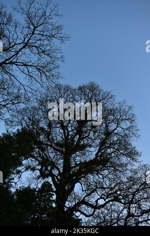 Dried tree against blue sky. Stock Photo